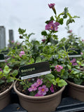 Bacopa 'Pink'