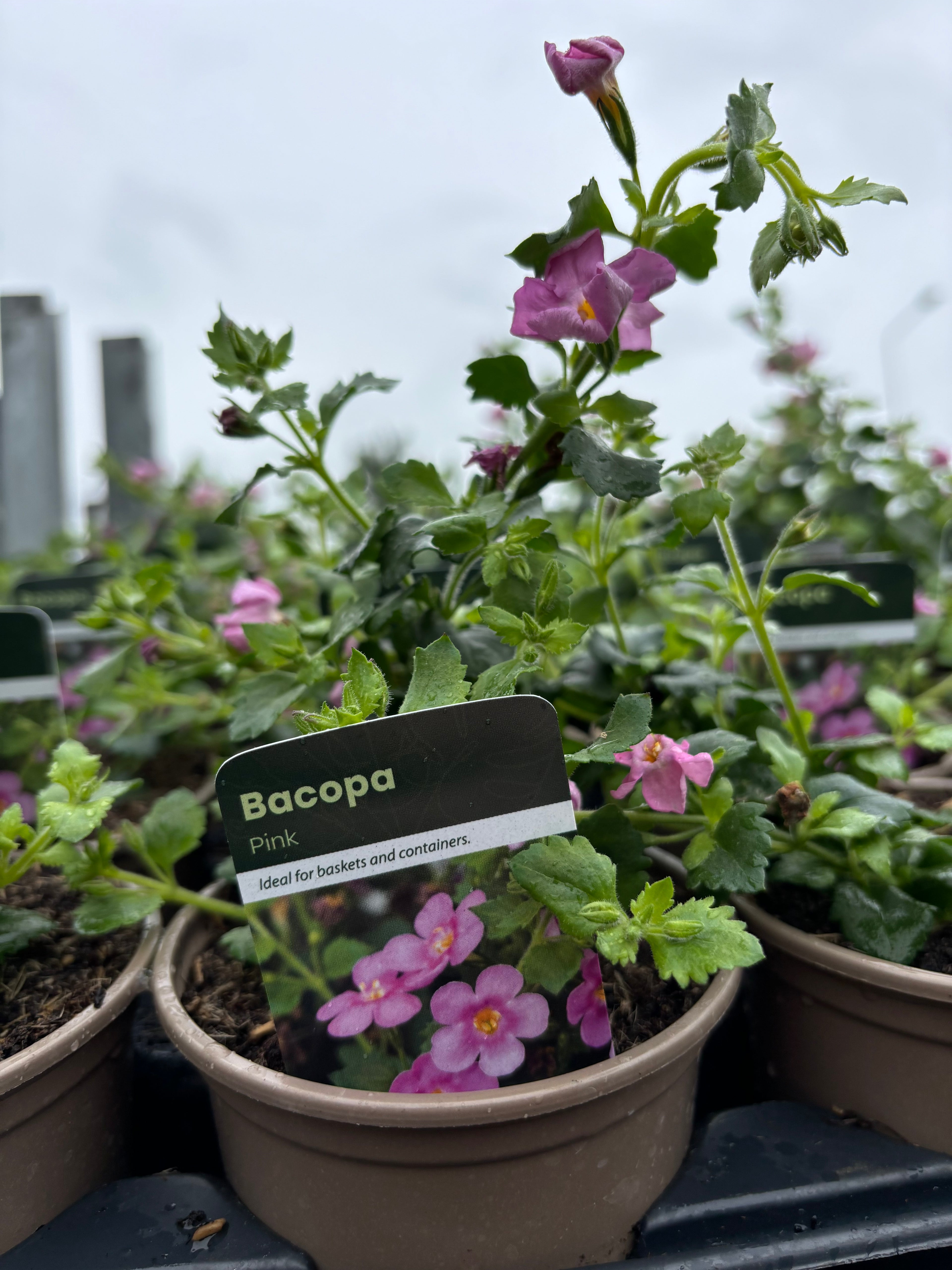 Bacopa 'Pink'