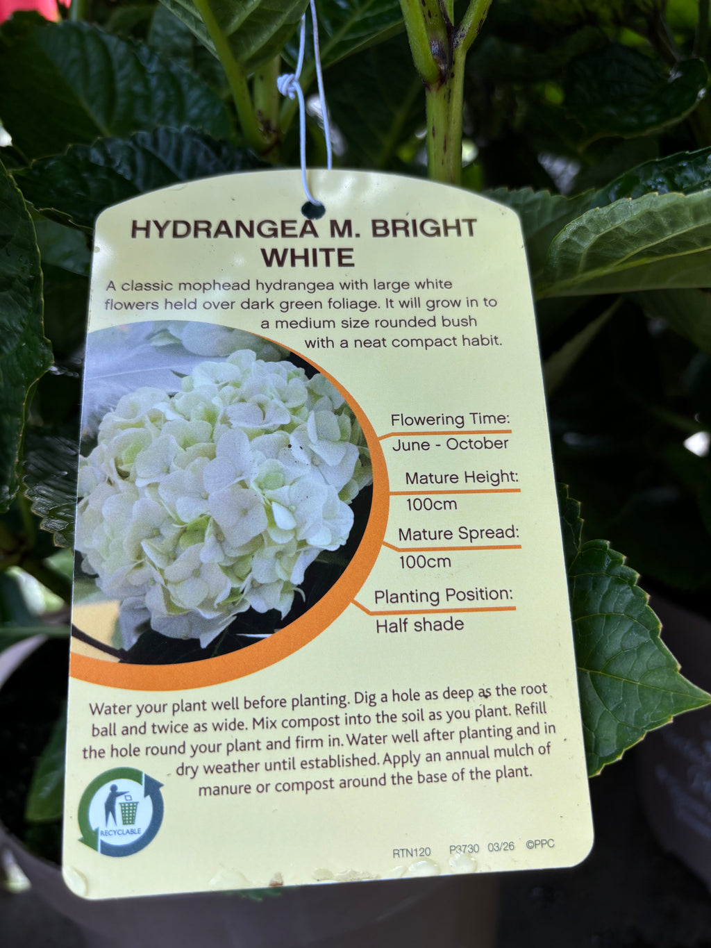 Hydrangea Macrophylla (Mophead) Bright White