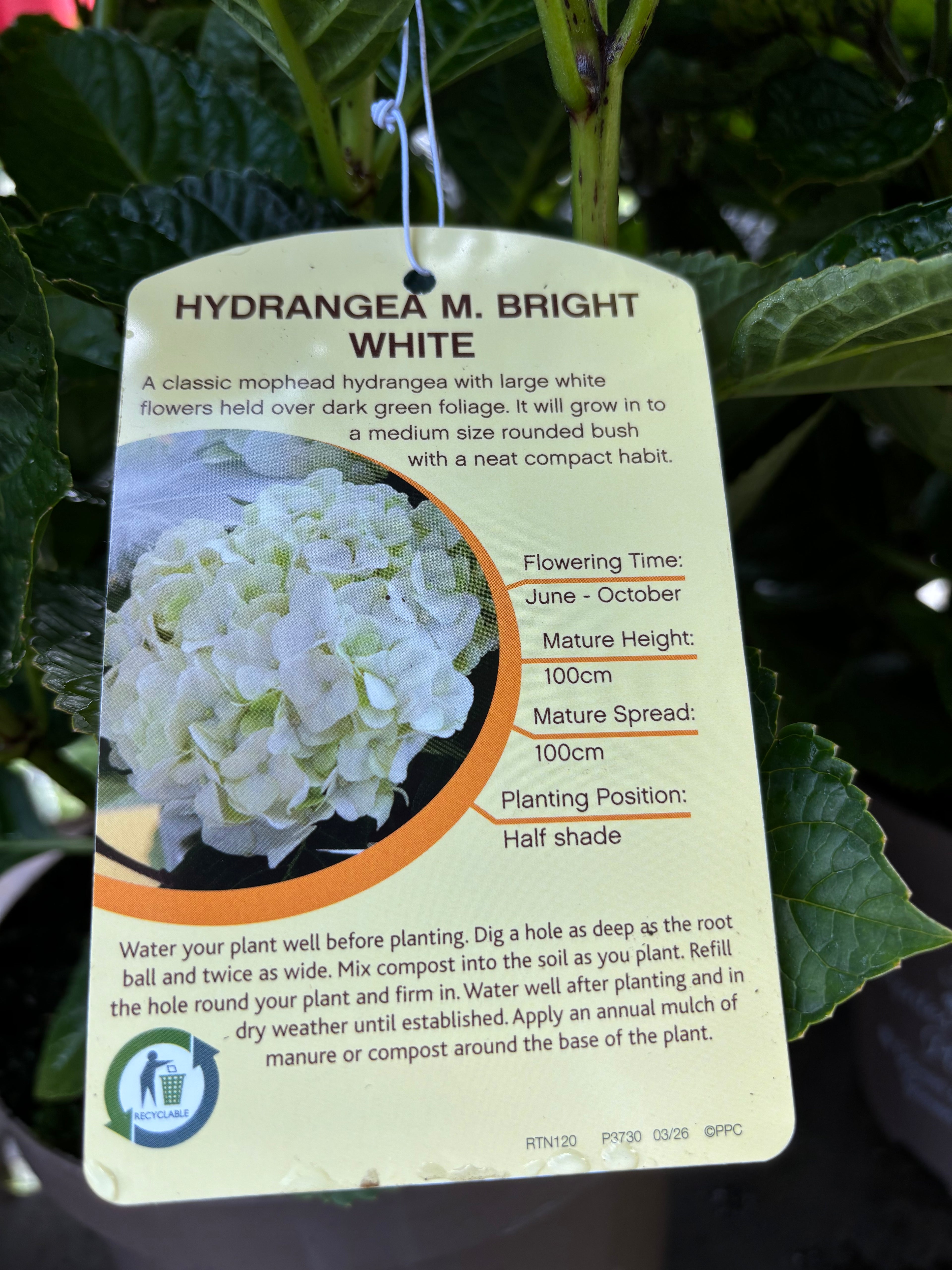 Hydrangea Macrophylla (Mophead) Bright White