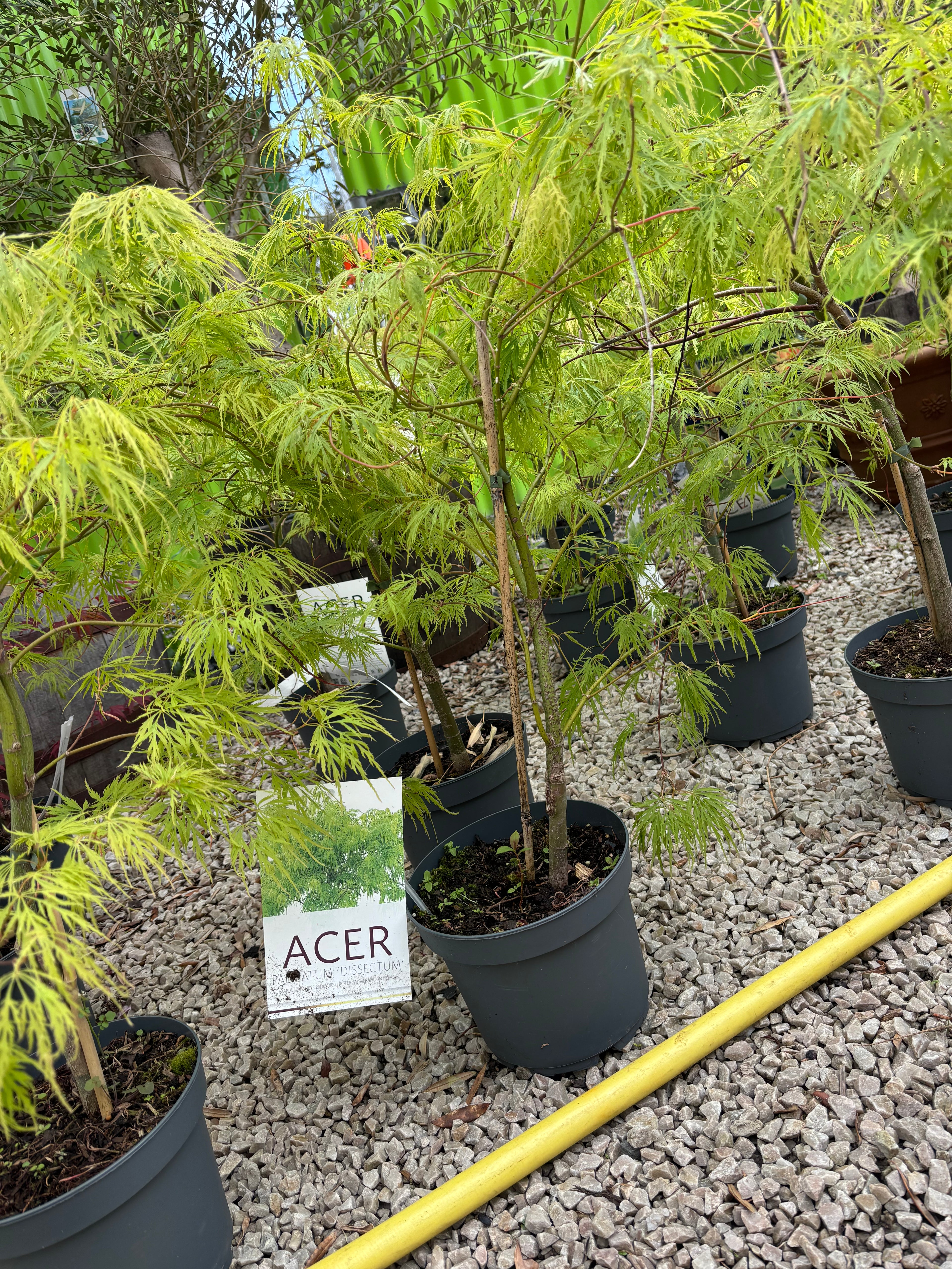 Acer Palmatum 'Dissectum'