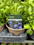 Lobelia Trailing 'Dark Blue'