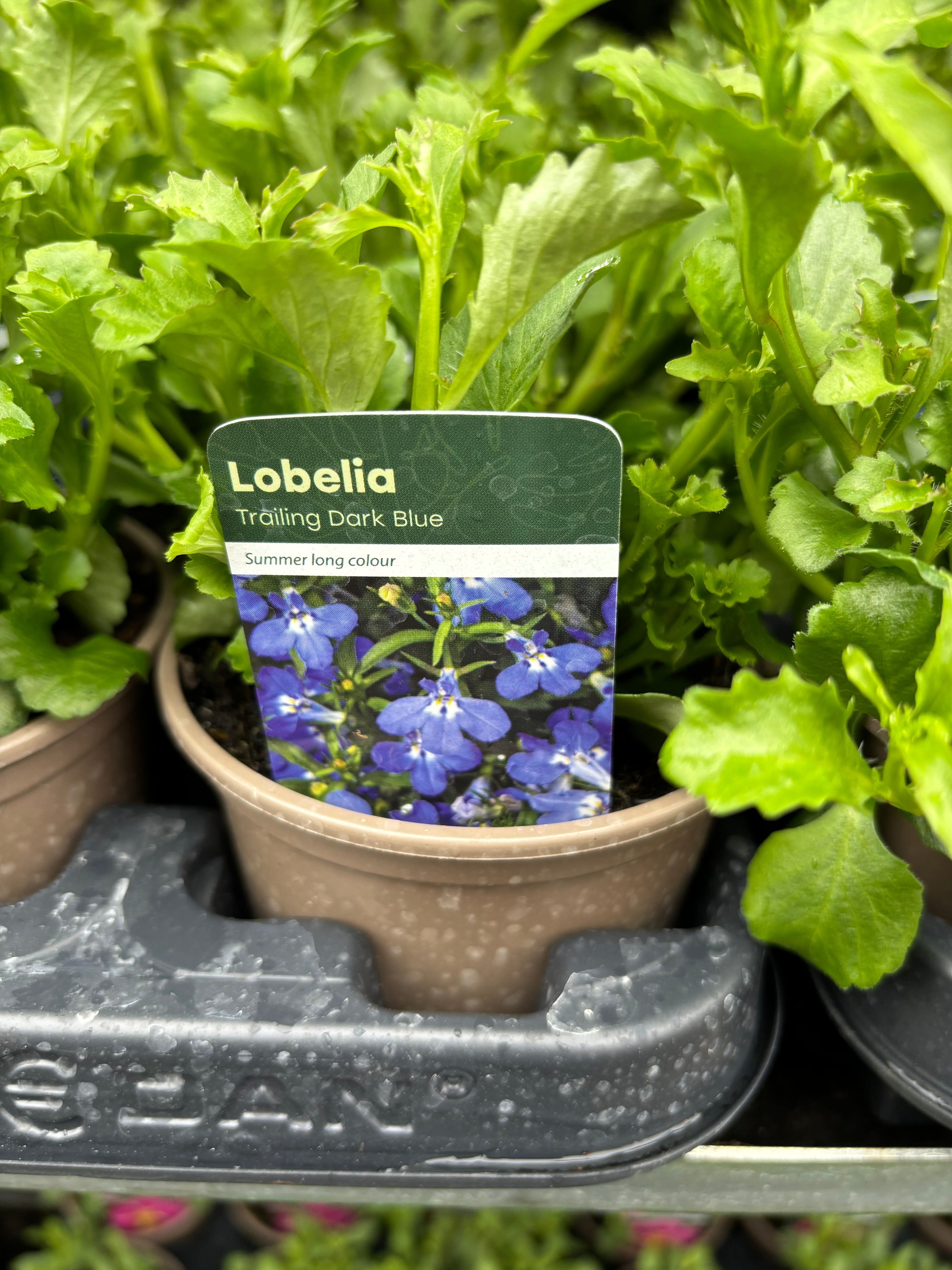 Lobelia Trailing 'Dark Blue'