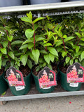 Hydrangeas Paniculata Pinky Winky