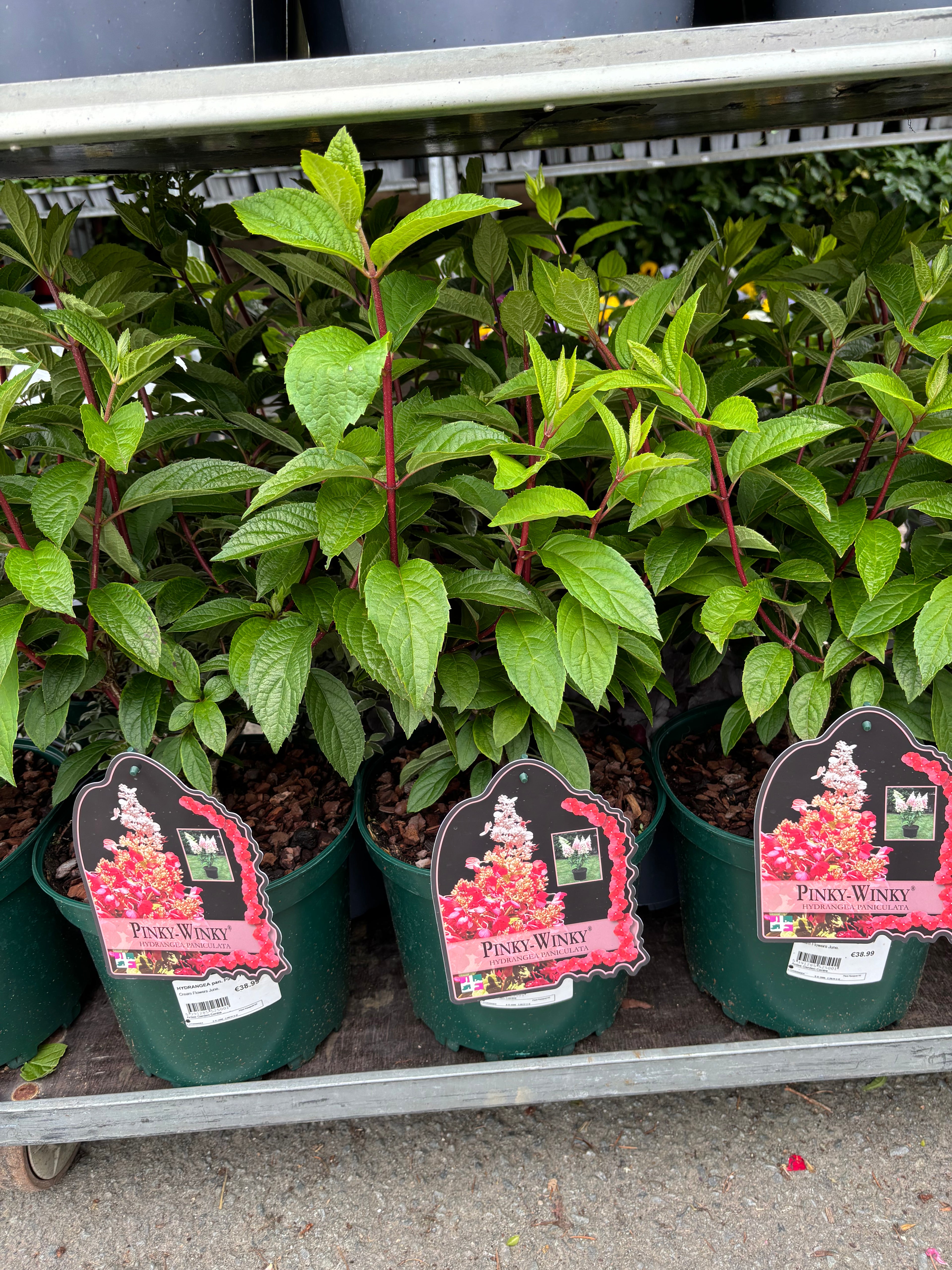 Hydrangeas Paniculata Pinky Winky