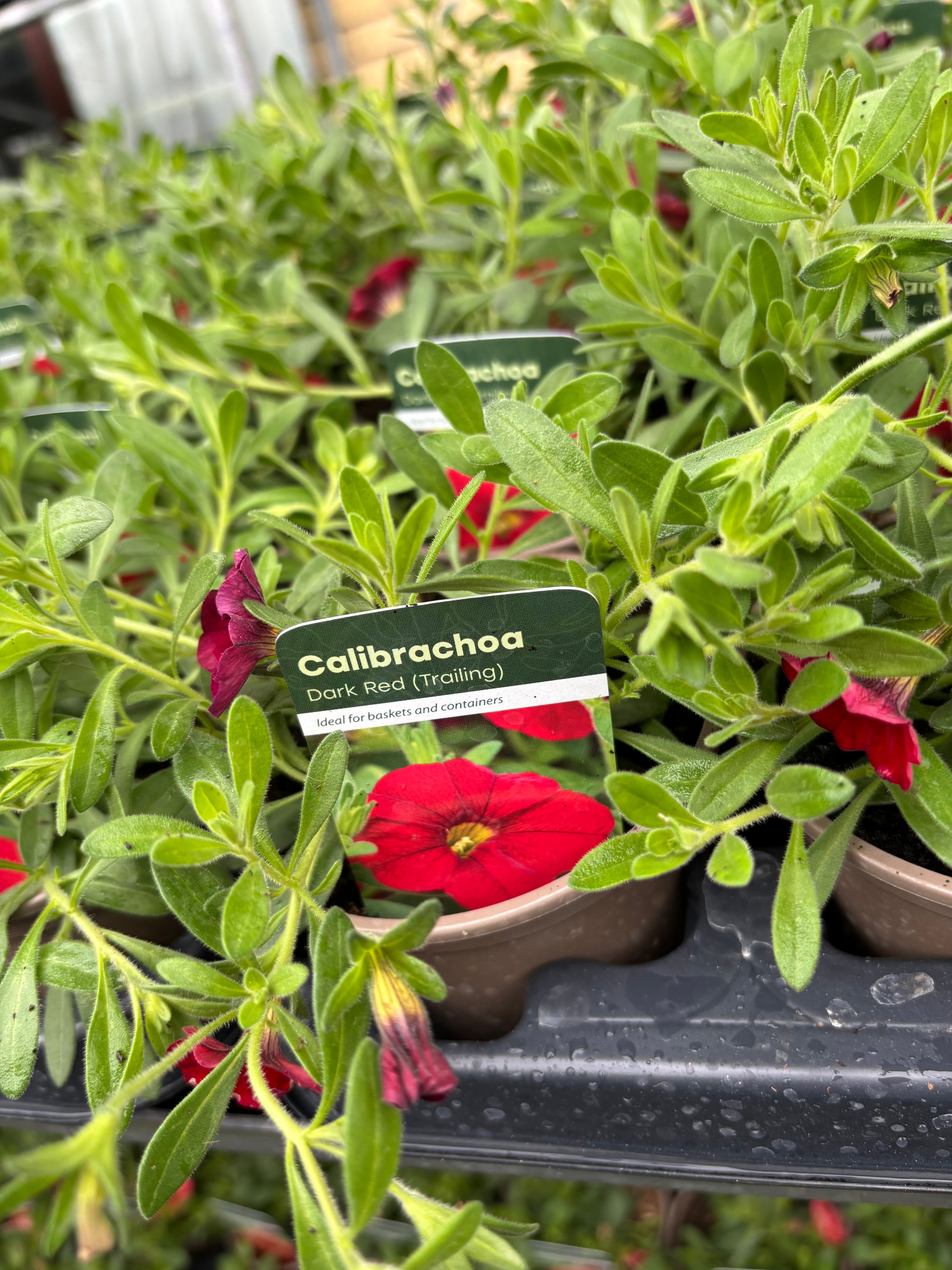 Calibrachoa 'Dark Red'