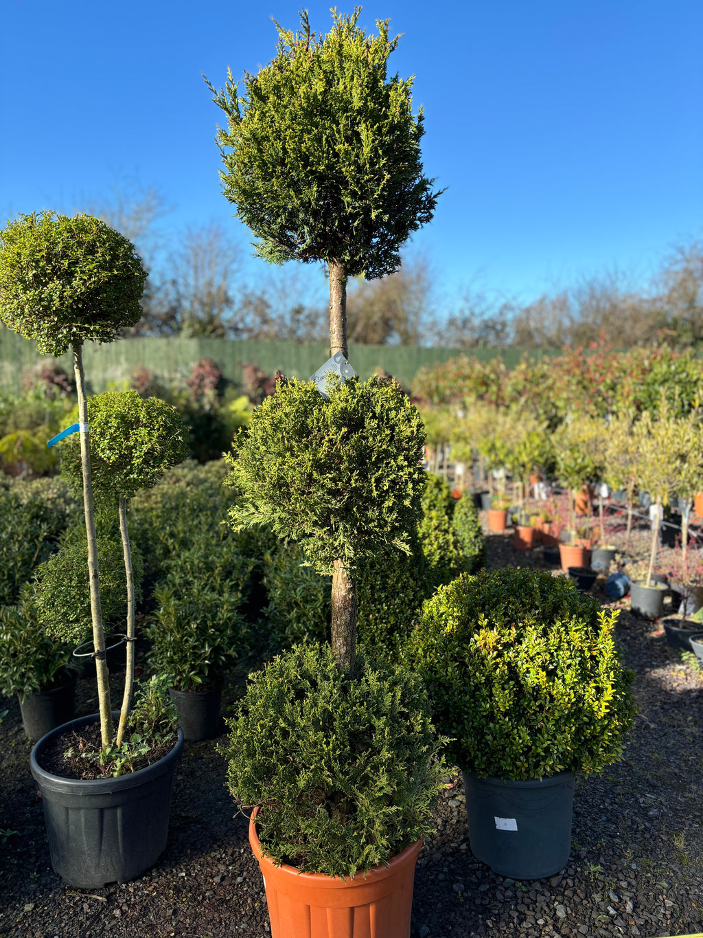 Cupressa Cyparis '3x Ball'