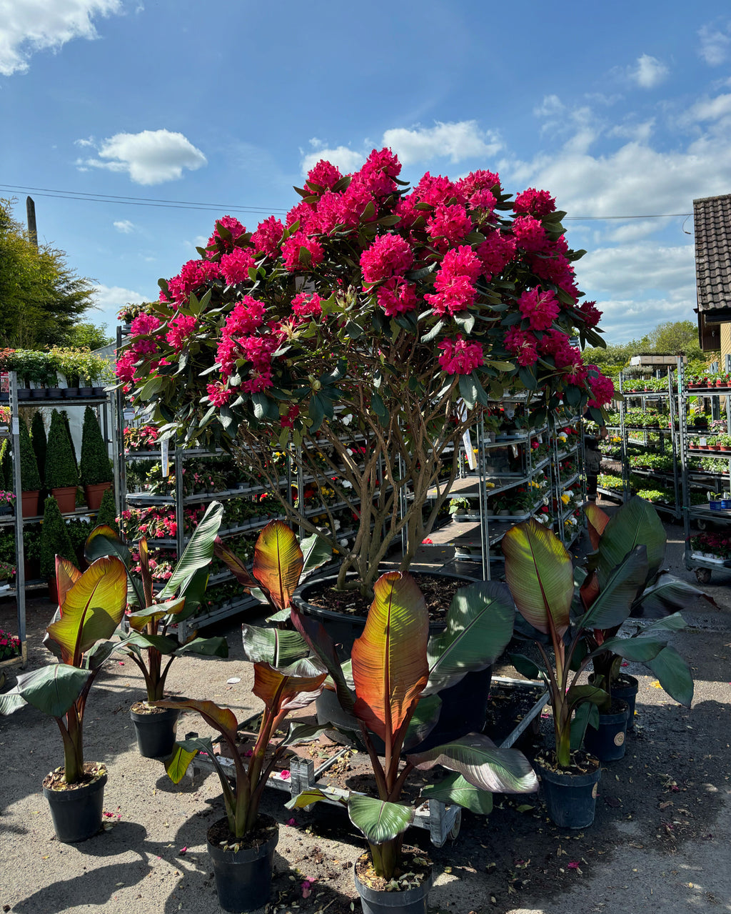 Rhododendron 'Barbatum'