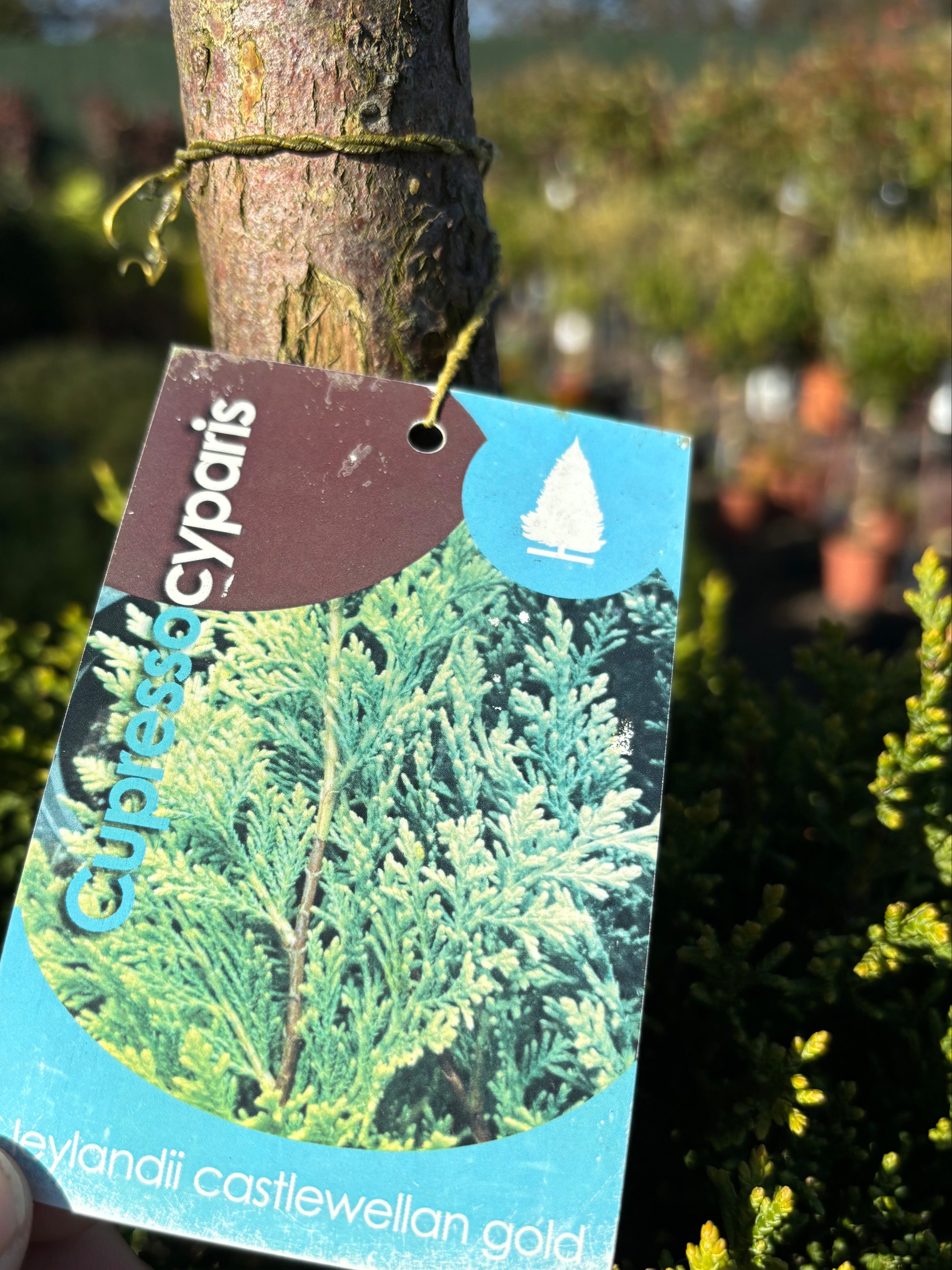 Cupressa Cyparis '3x Ball'