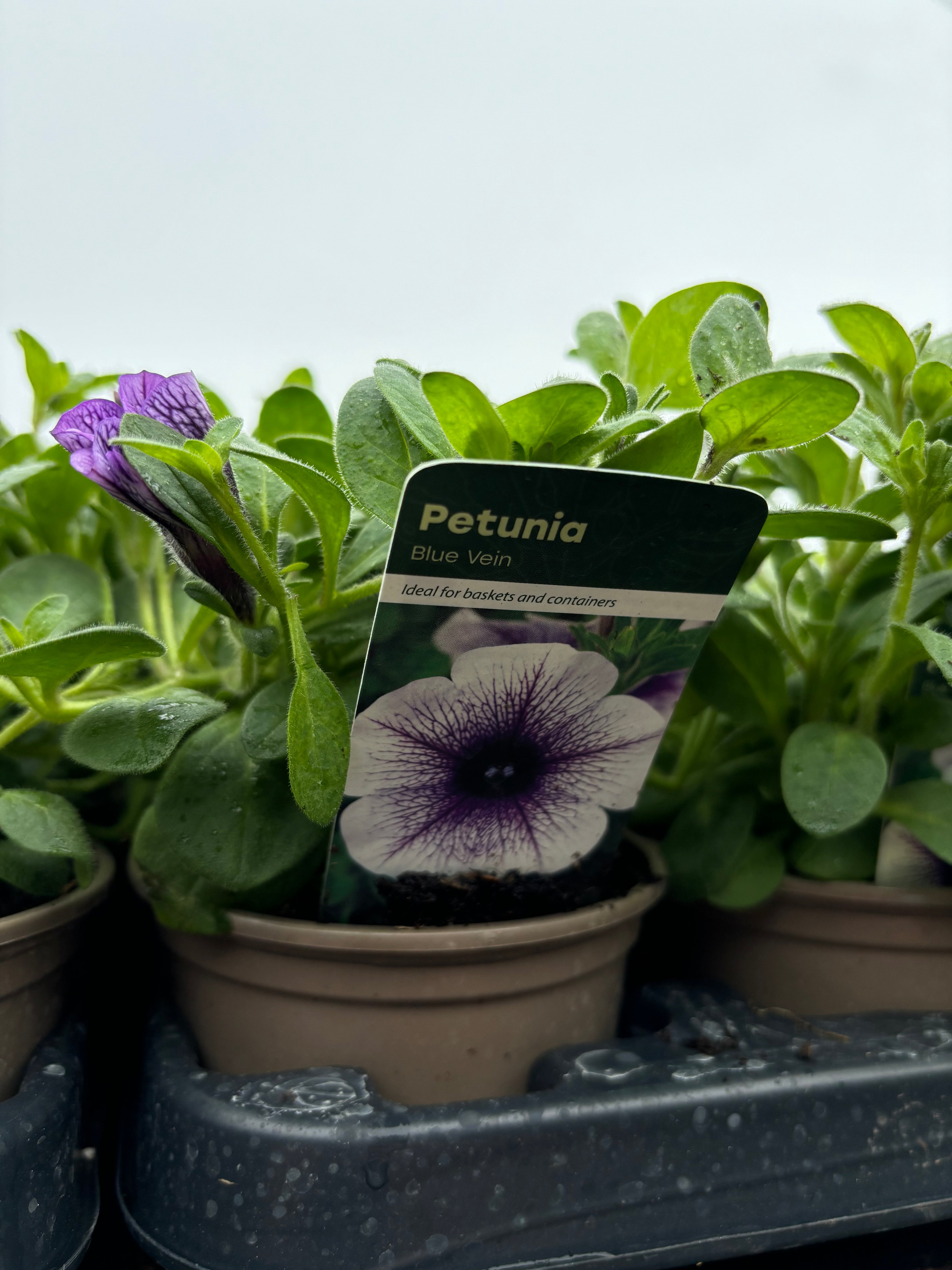 Petunia 'Blue Vein'