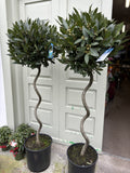 Bay Laurel Spiral 135cm