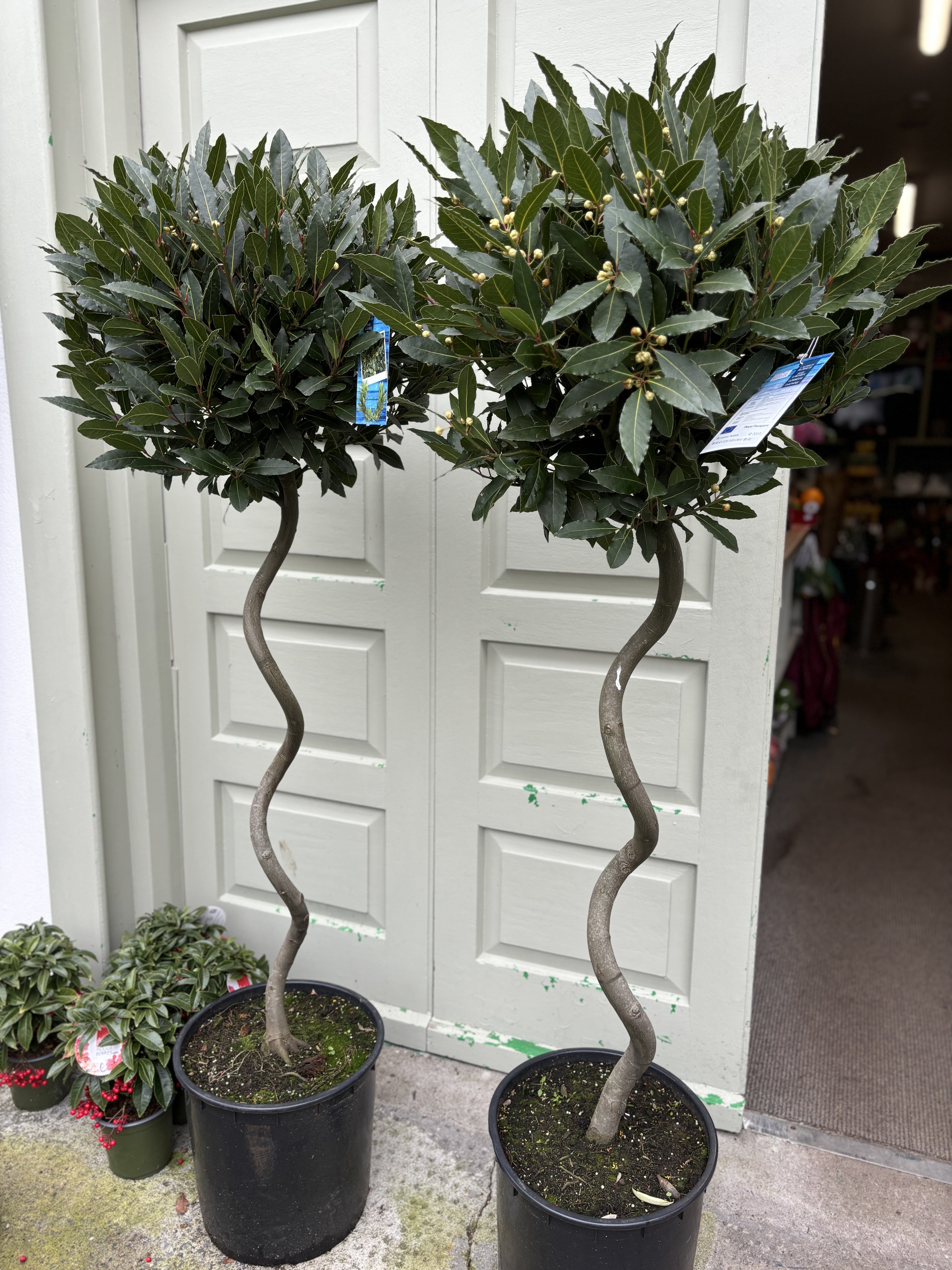 Bay Laurel Spiral 135cm