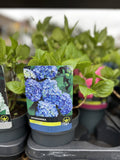 Hydrangea Macrophylla Blue