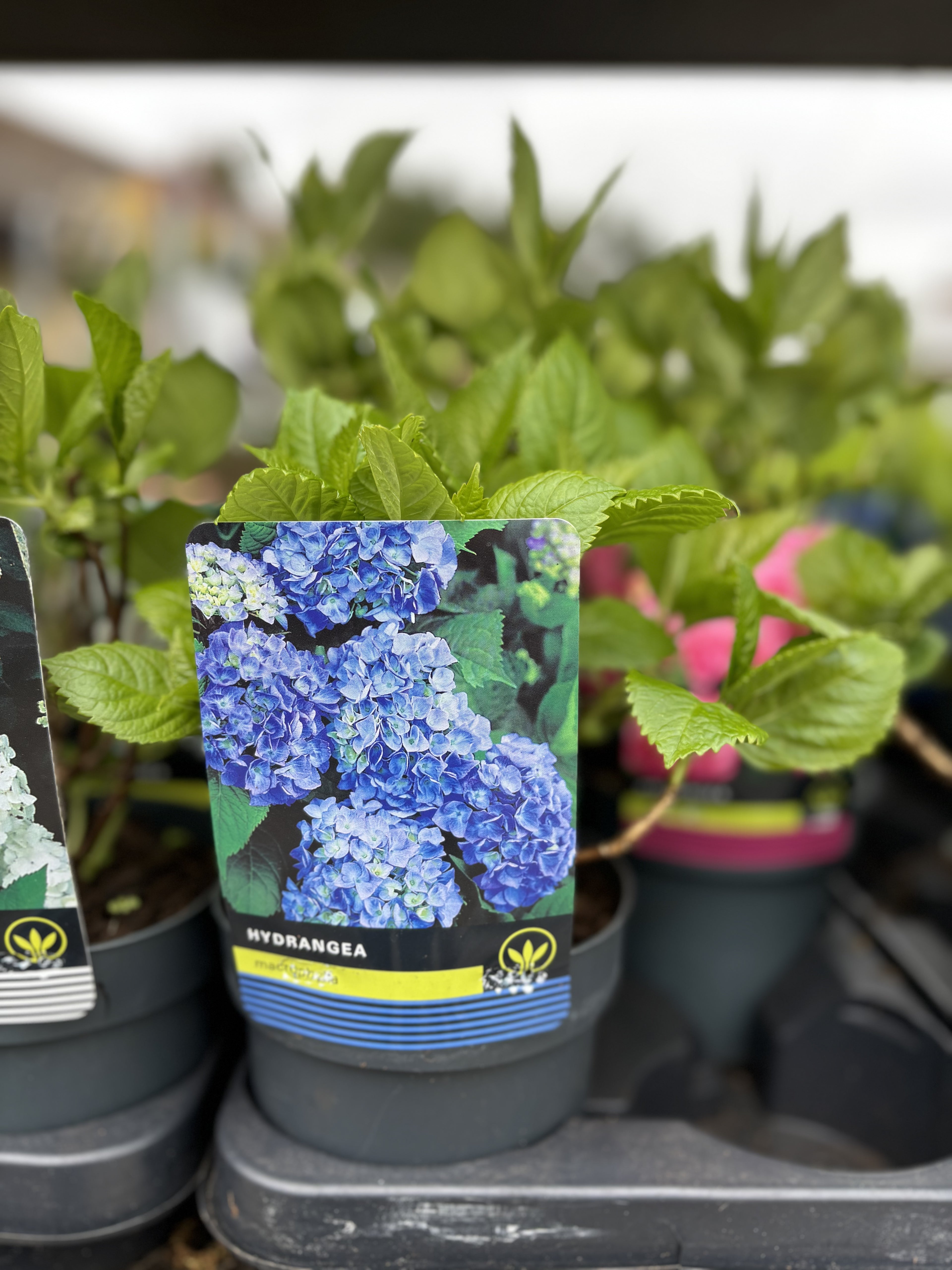 Hydrangea Macrophylla Blue