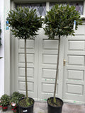 Bay Laurel Standard 1.8m