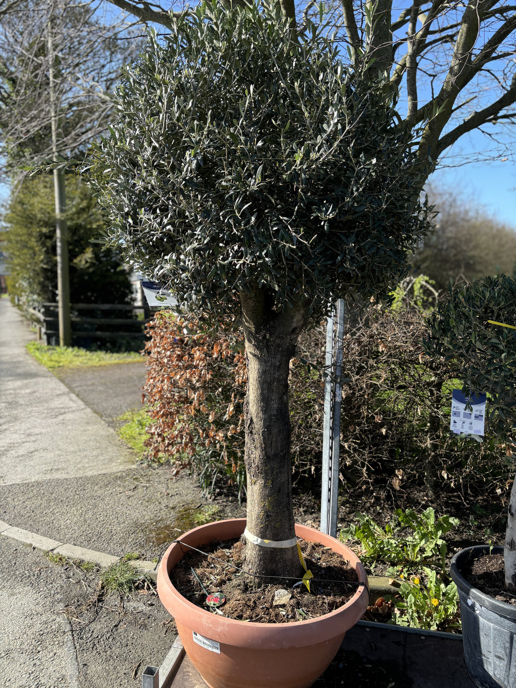 Olea Europea 2m