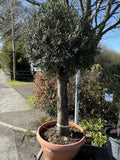Olea Europea 2m