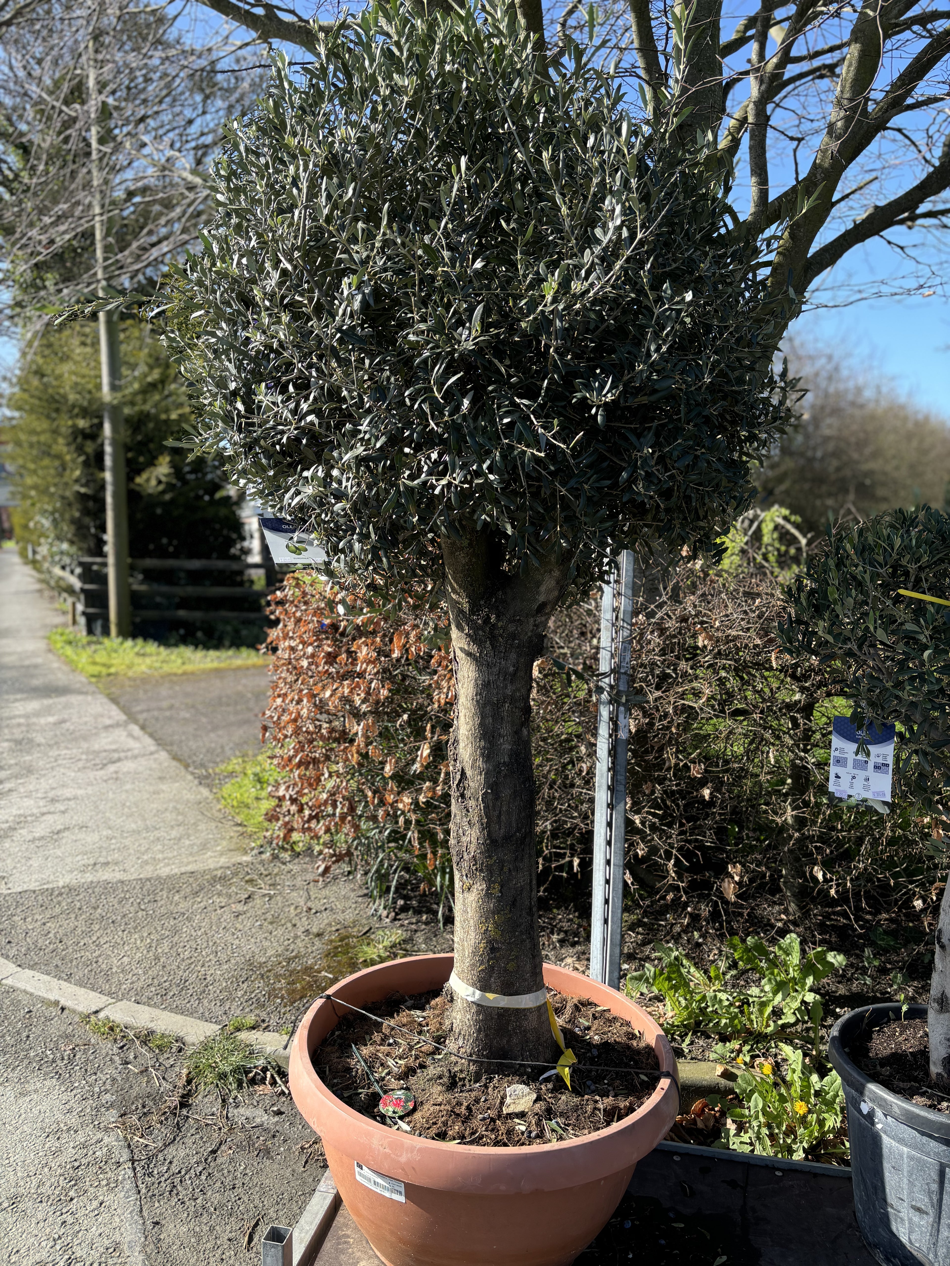 Olea Europea 2m