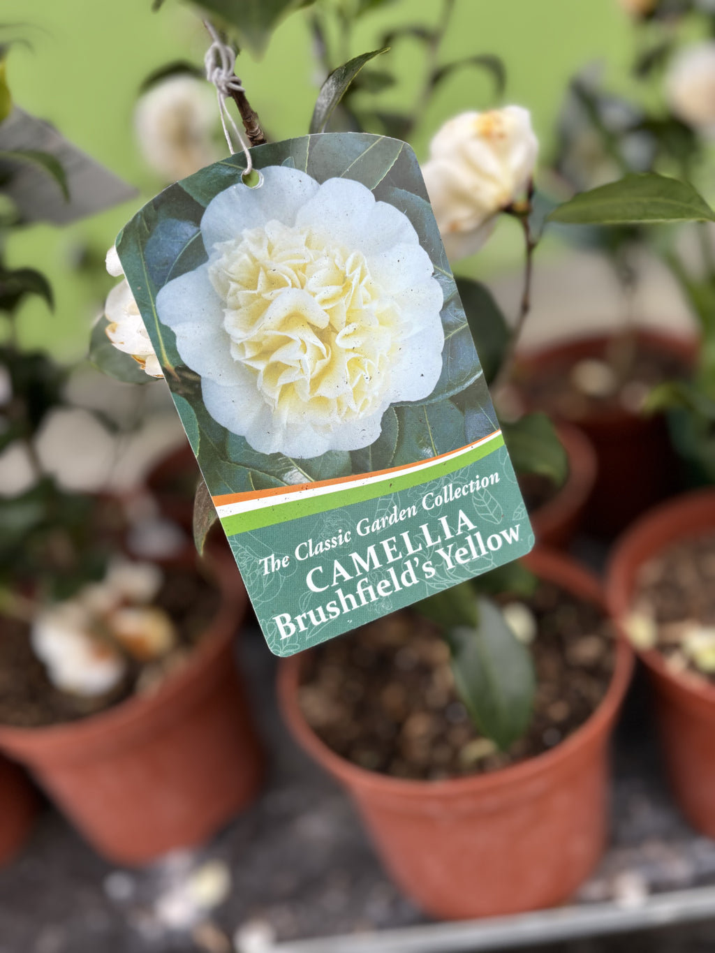 Camelia Brushfield's Yellow
