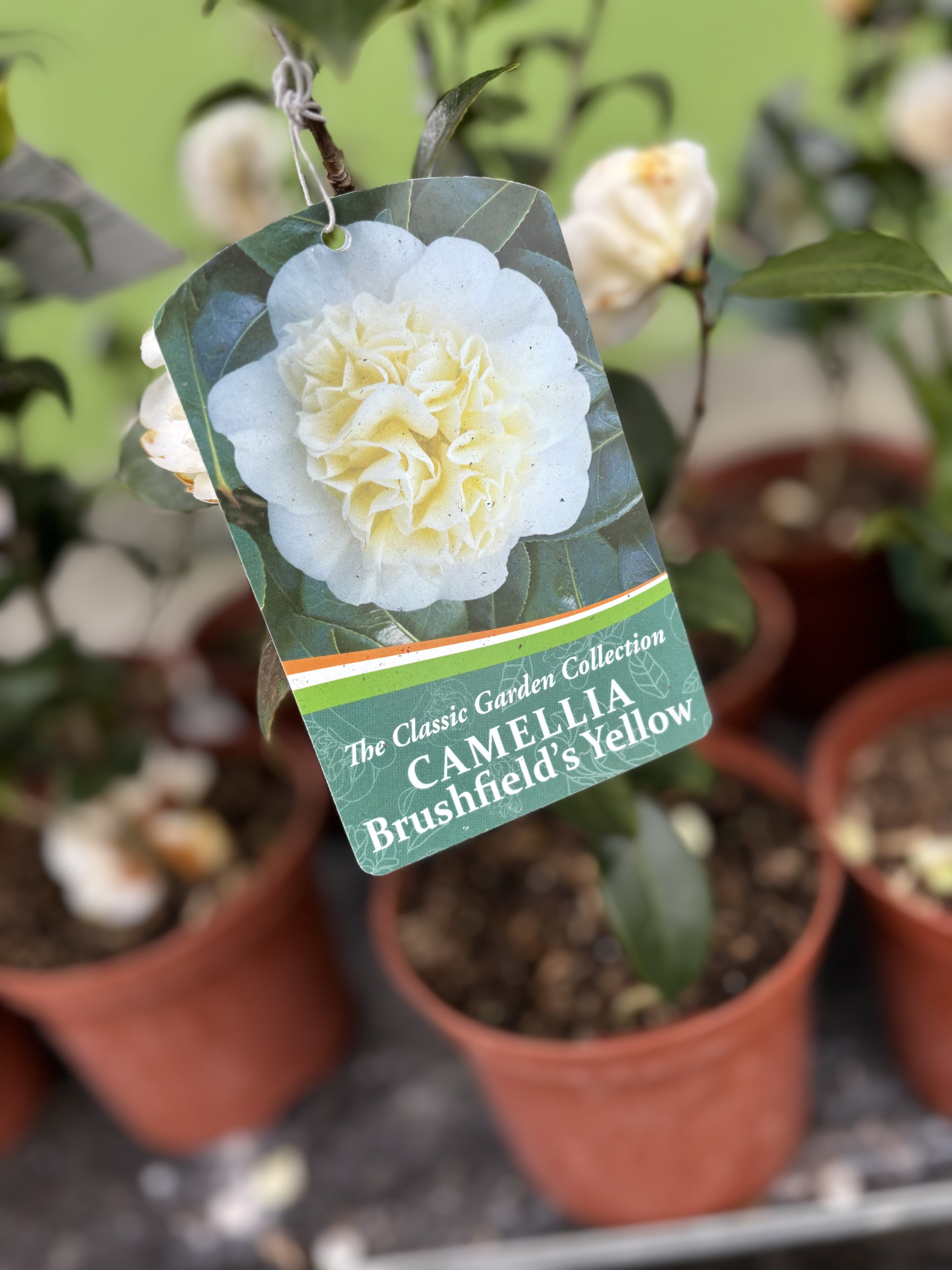 Camelia Brushfield's Yellow