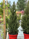 Picea Glauca 'Conica' 85cm