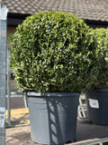 Buxus Sempervirens Ball 50cm