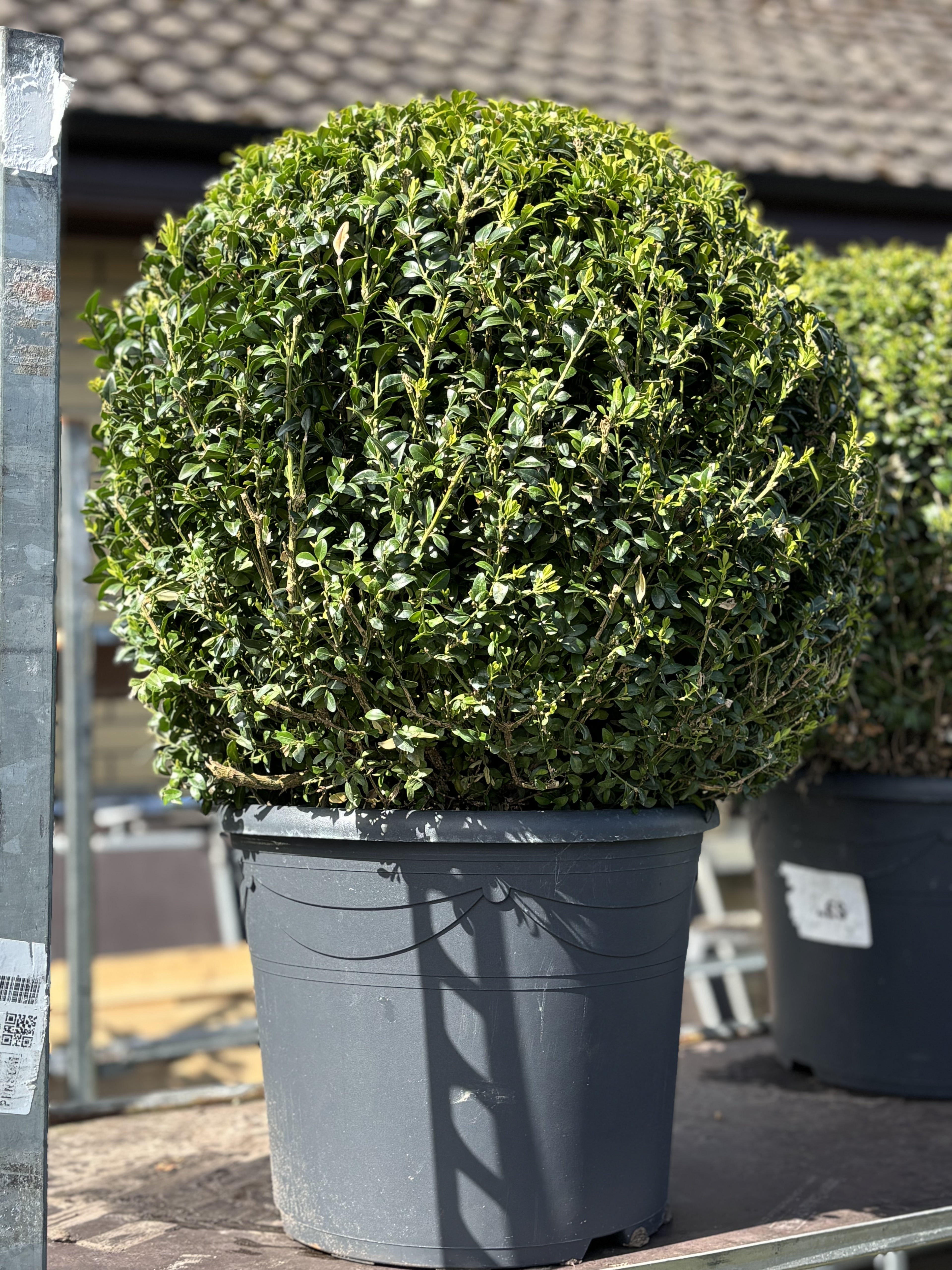 Buxus Sempervirens Ball 50cm