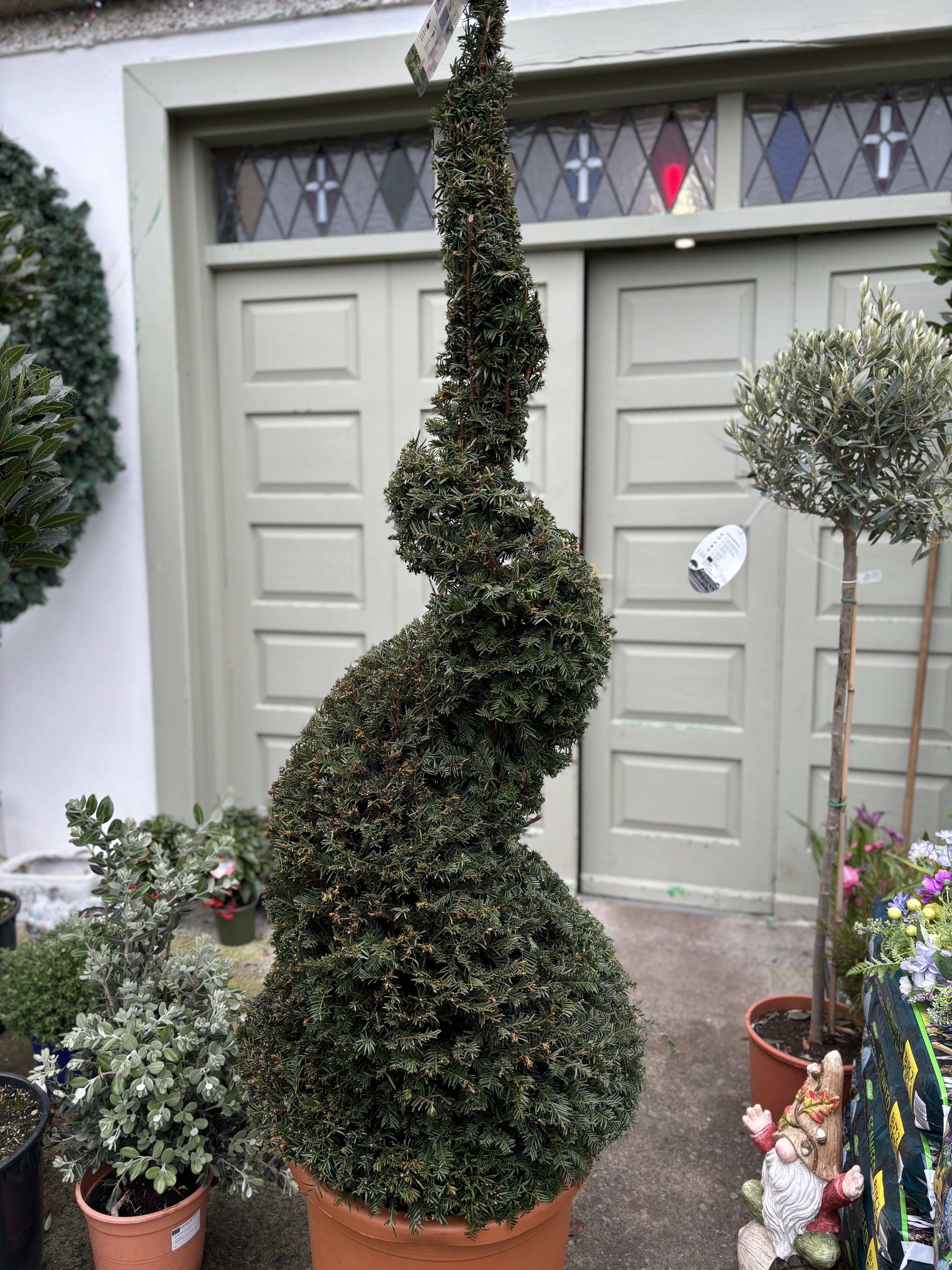 Taxus Baccata Spiral 1.8m