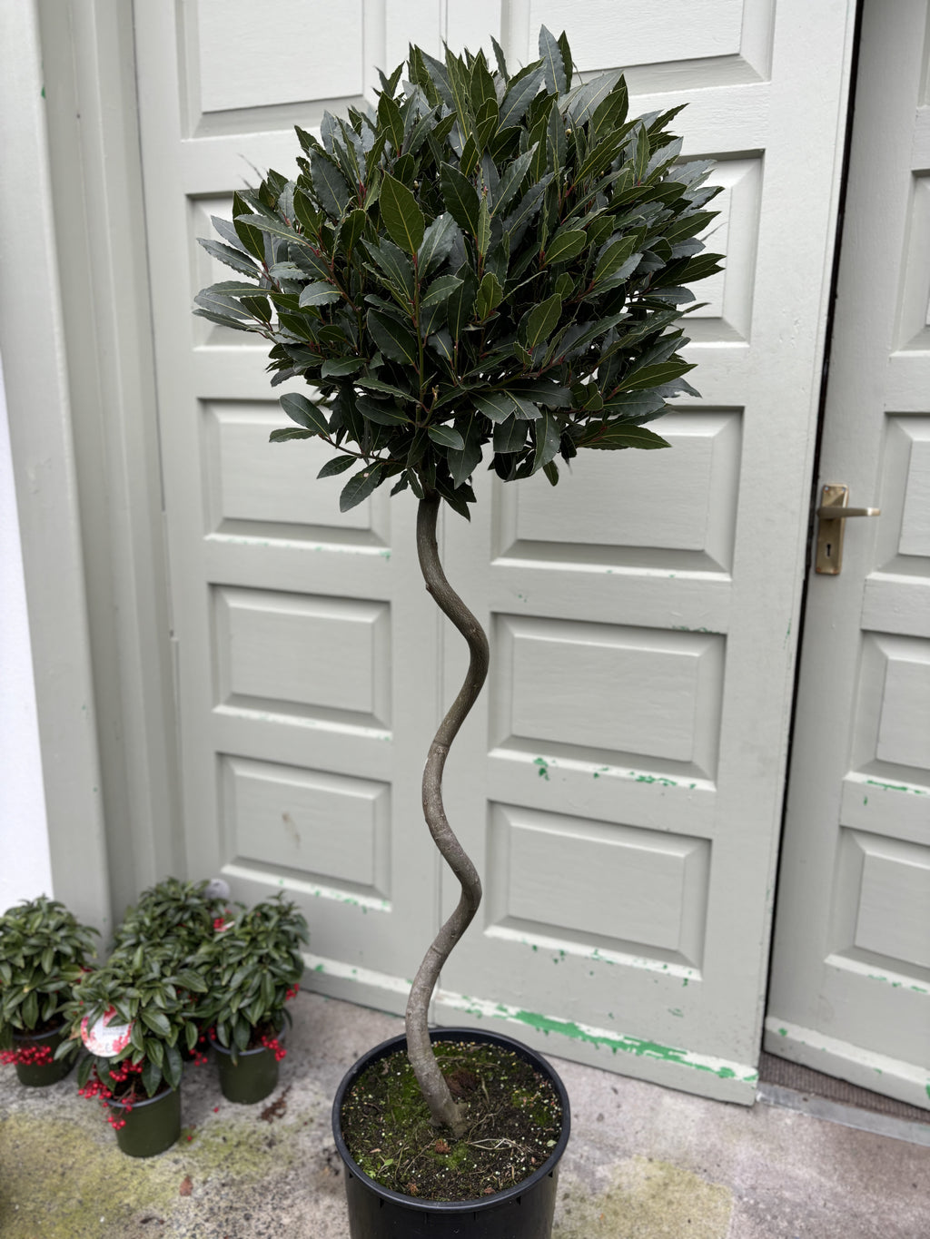 Bay Laurel Spiral 135cm