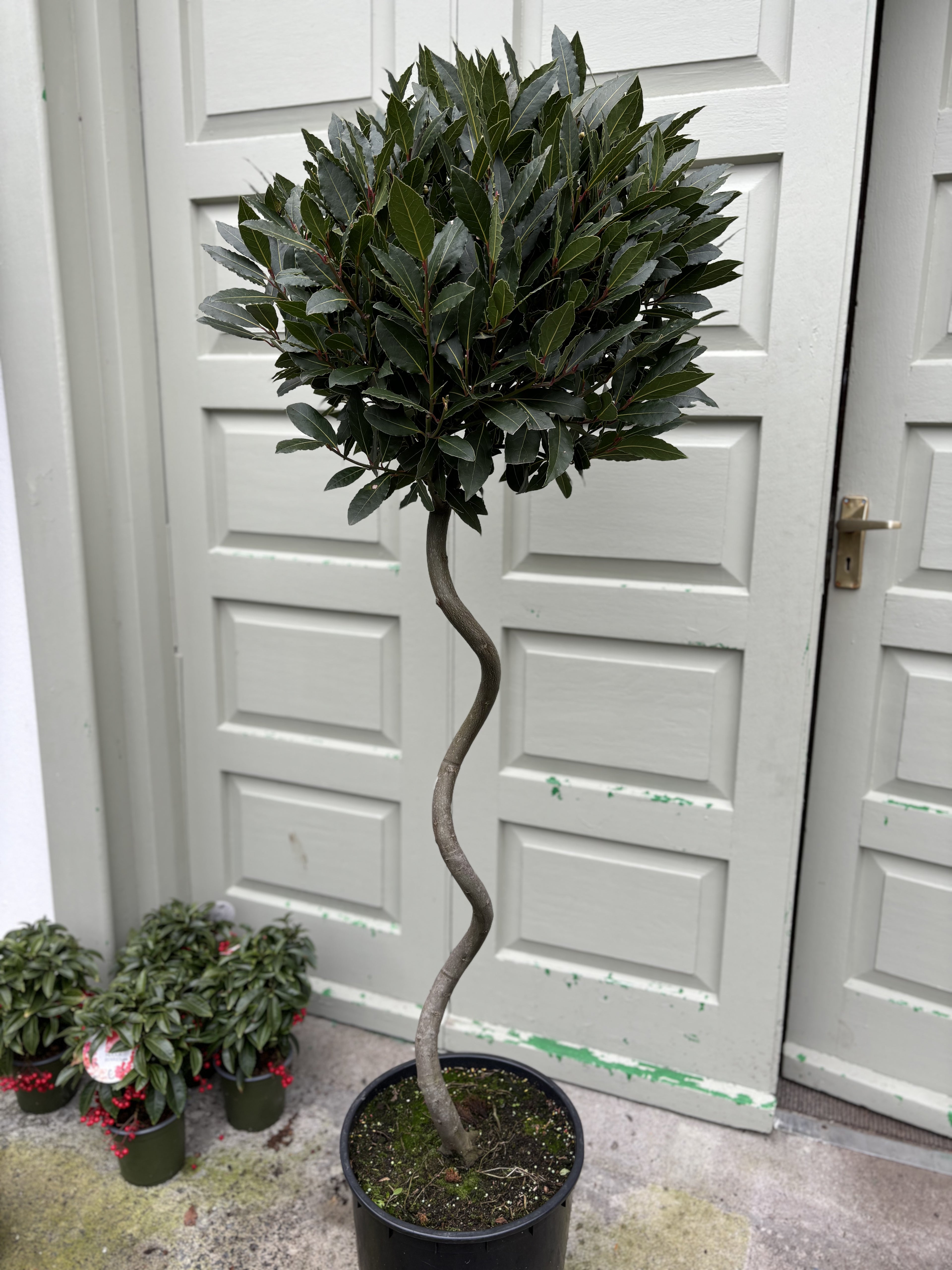 Bay Laurel Spiral 135cm
