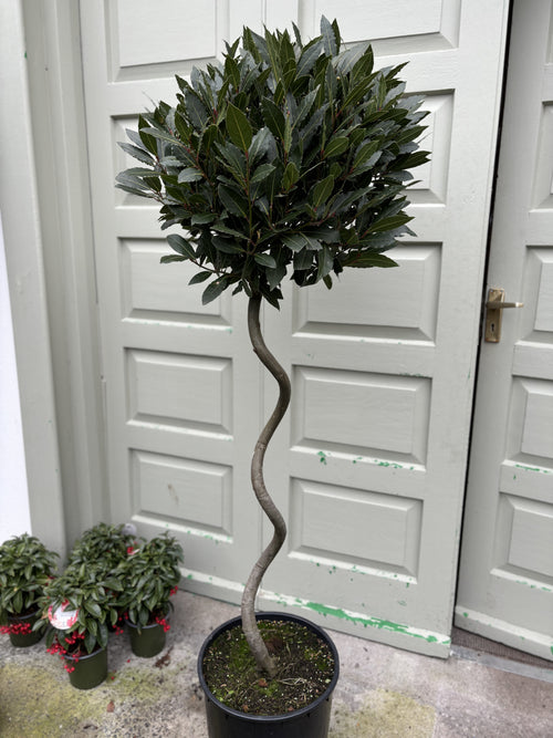 Bay Laurel Spiral 135cm