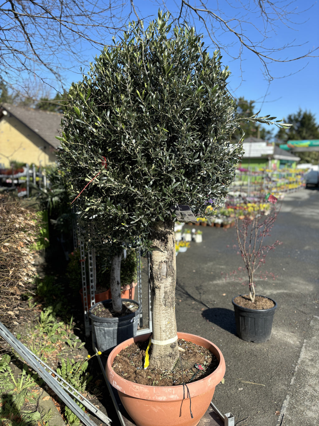 Olea Europea 2m