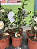 Camelia Brushfield's Yellow