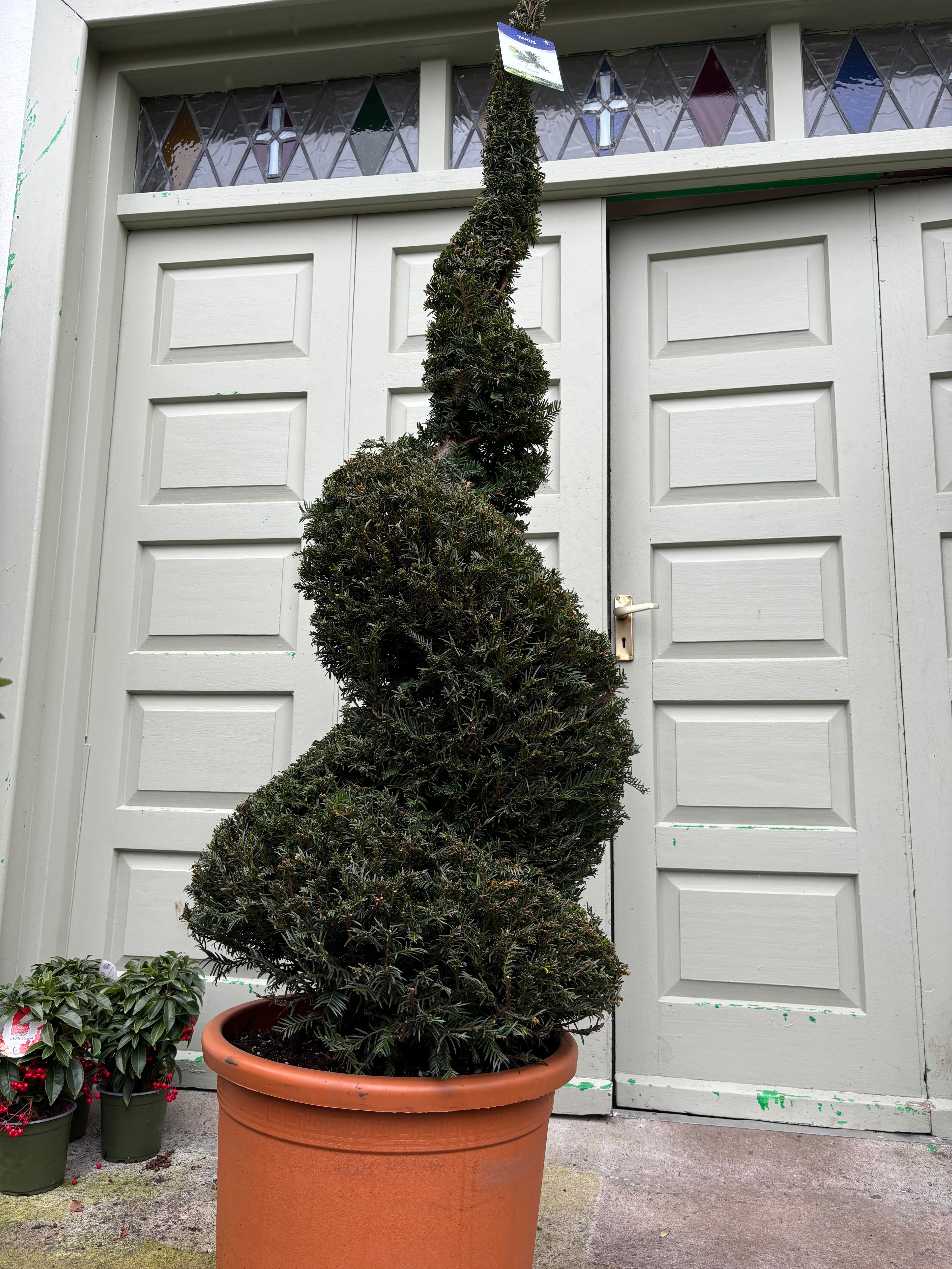 Taxus Baccata Spiral 1.8m