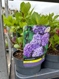Hydrangea Macrophylla Purple