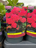 Hydrangea Macrophylla Red