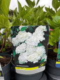 Hydrangea Macrophylla White