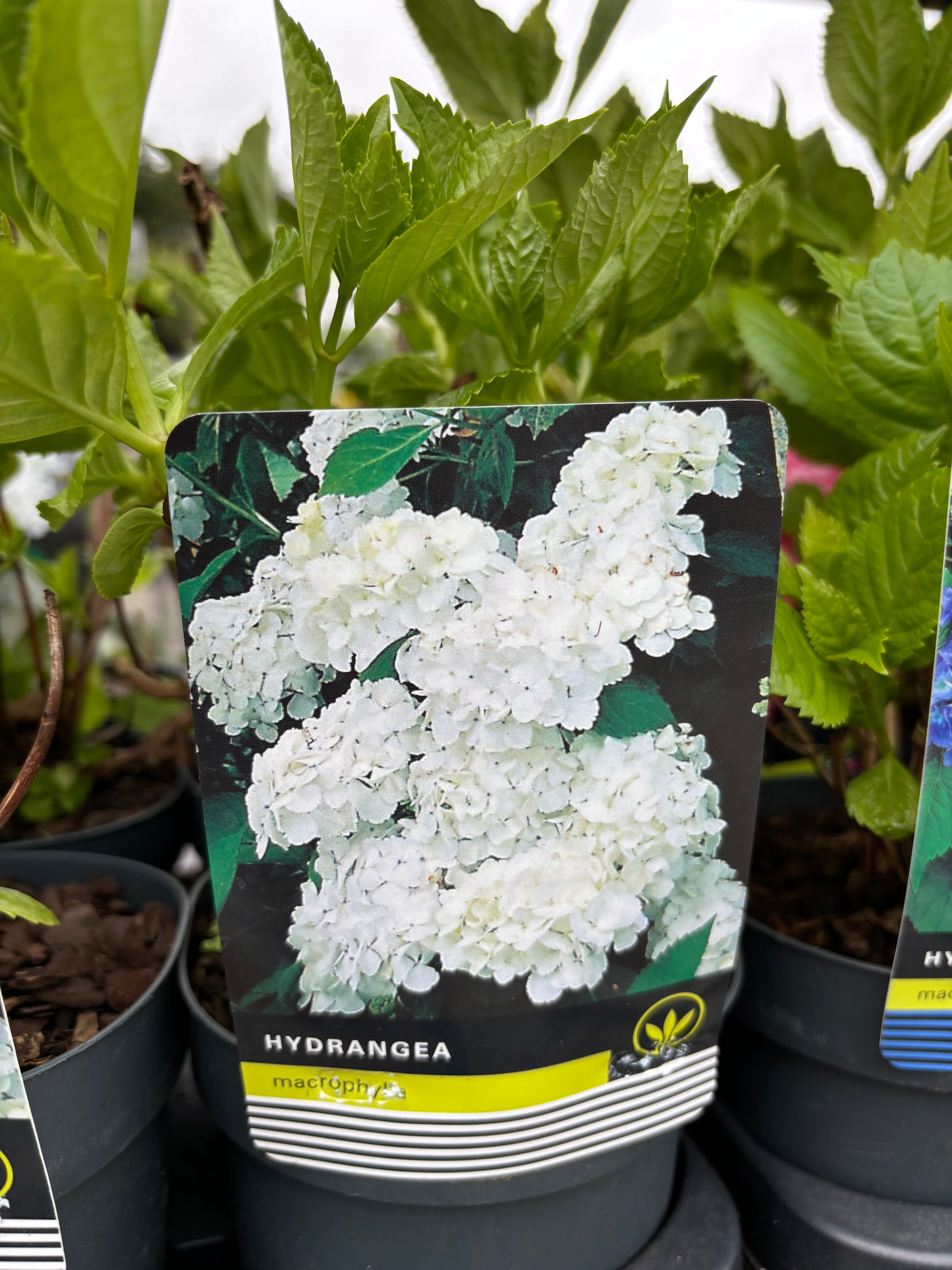 Hydrangea Macrophylla White