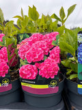 Hydrangea Macrophylla Pink