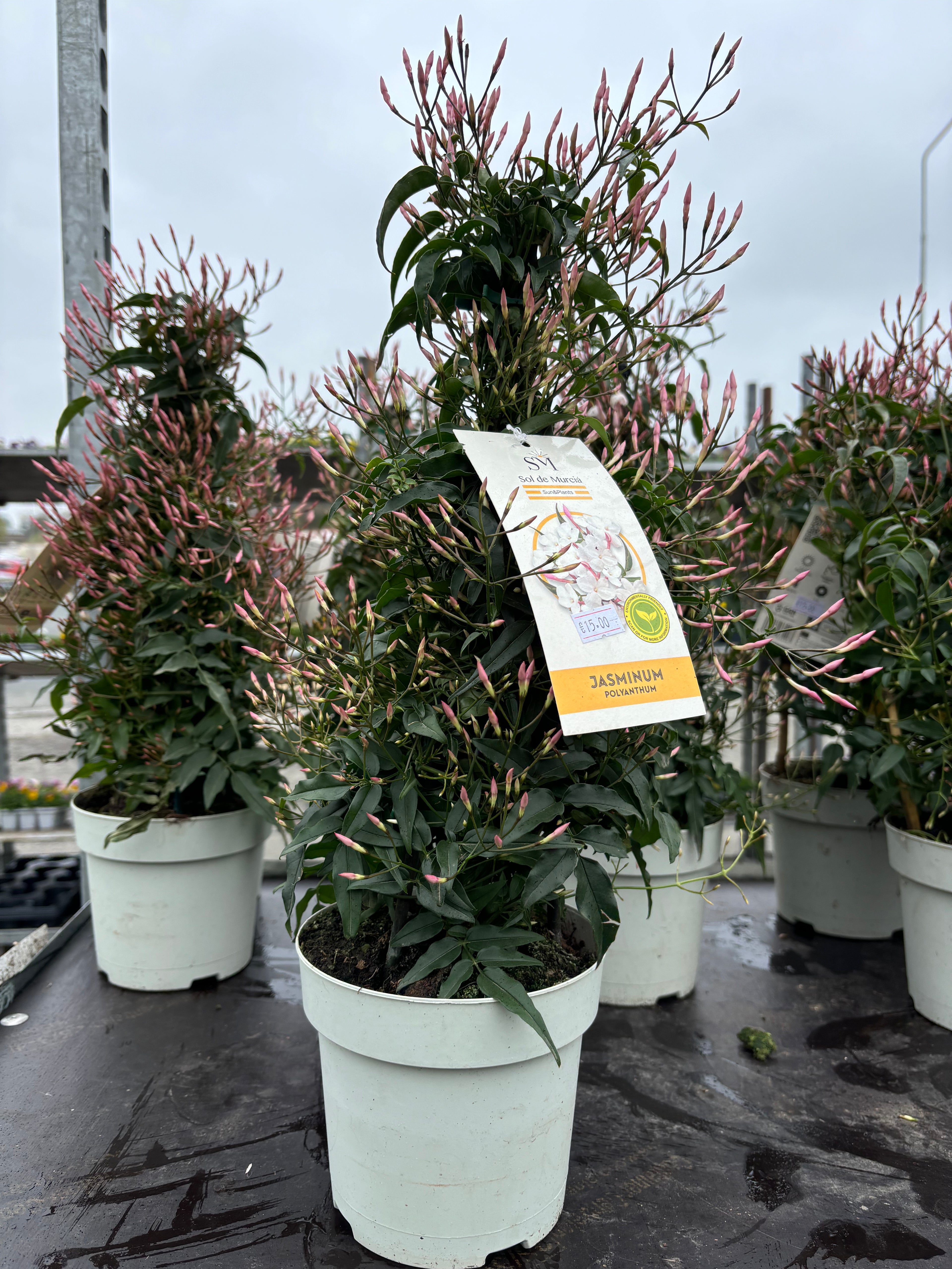 Jasminum Polyanthum Pyramid 30-35cm