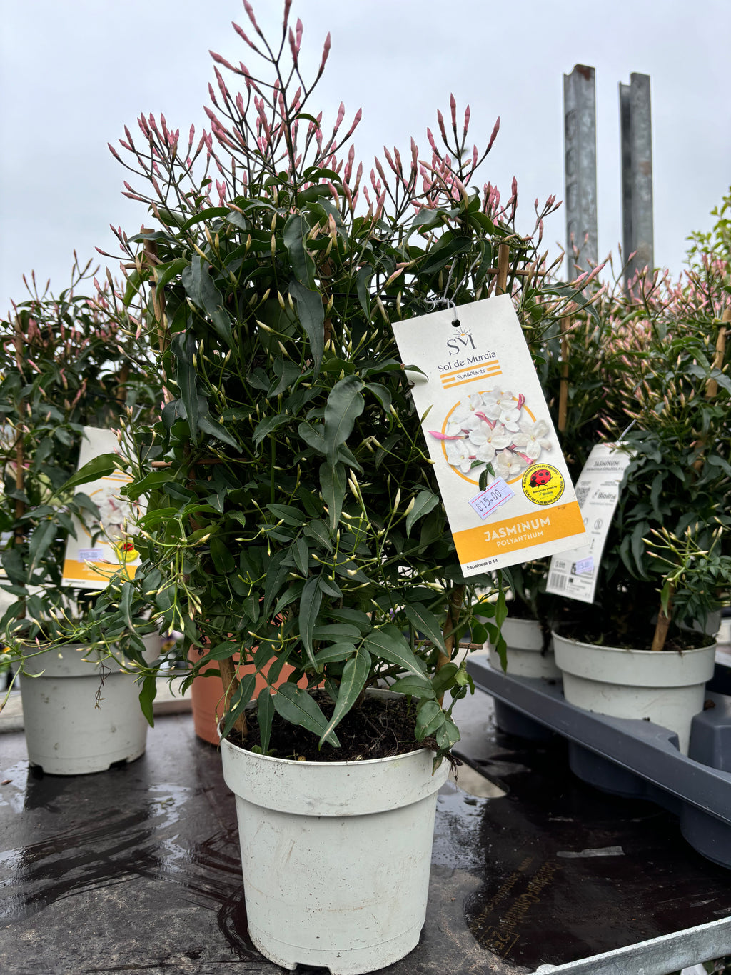 Jasminum Polyanthum Frame 30-35cm