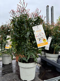 Jasminum Polyanthum Frame 30-35cm