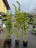 Griselinia 1.6m