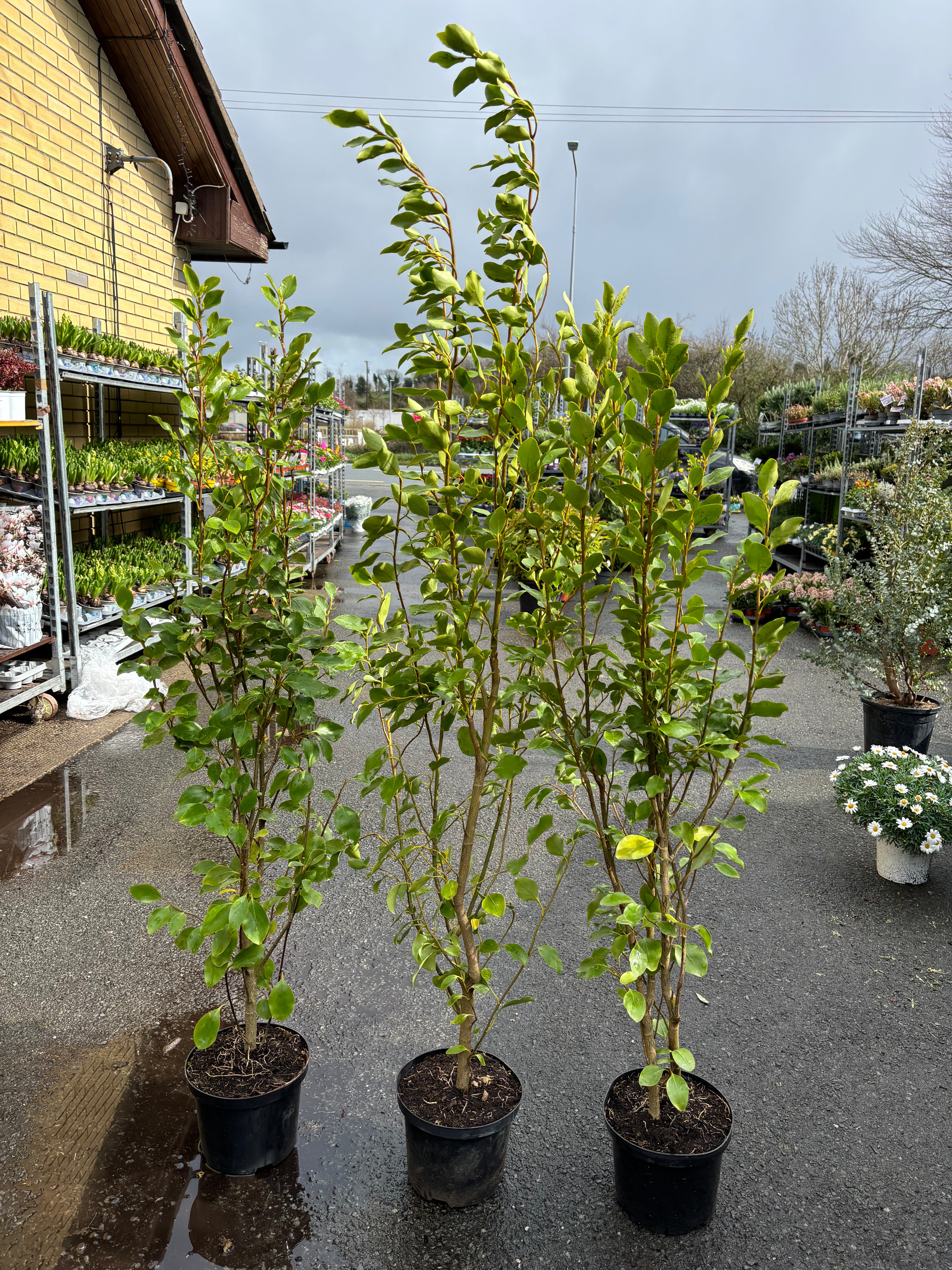 Griselinia 1.6m