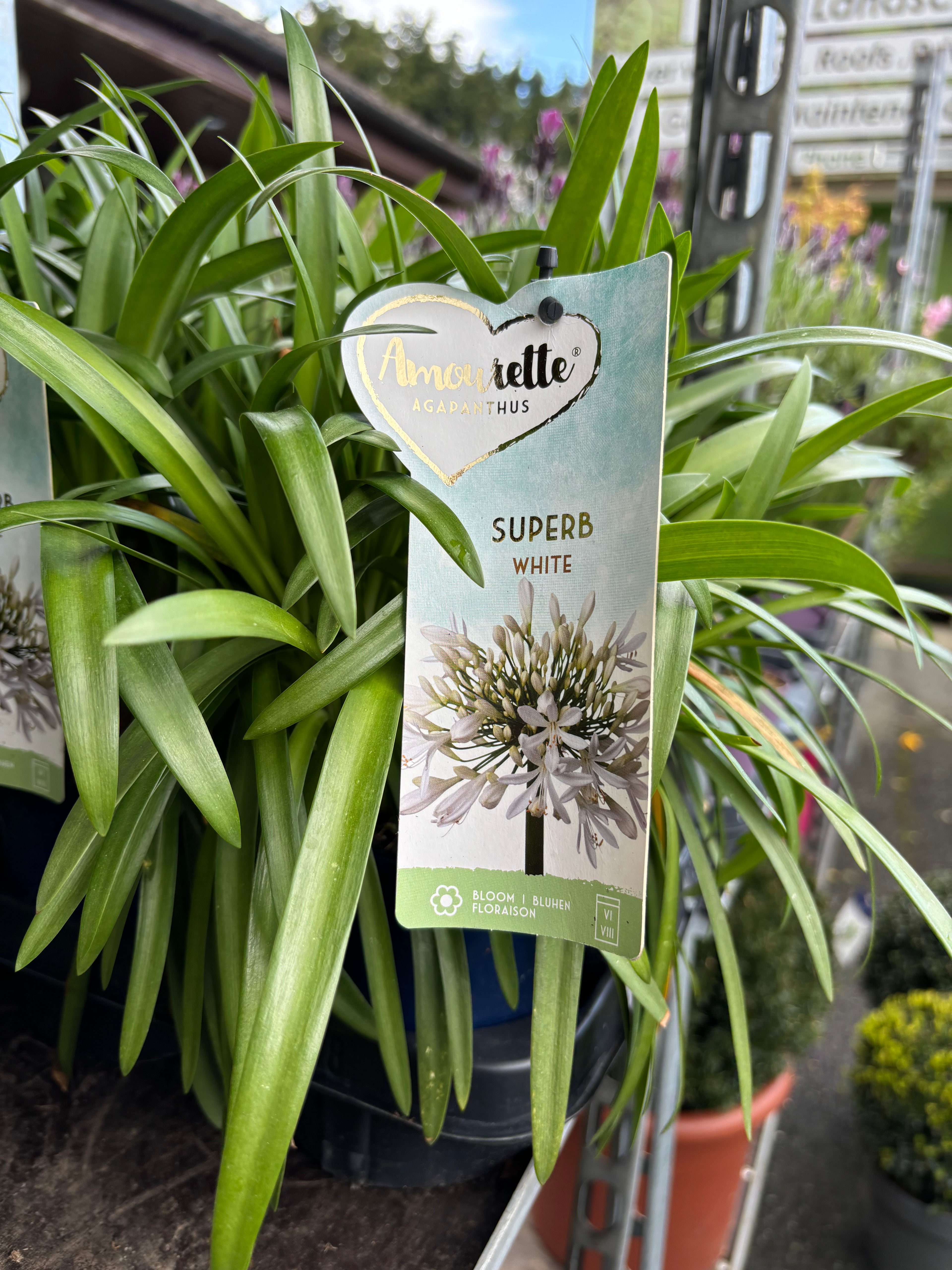 Agapanthus Superb White 1ltr