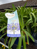 Agapanthus Superb Blue 1ltr