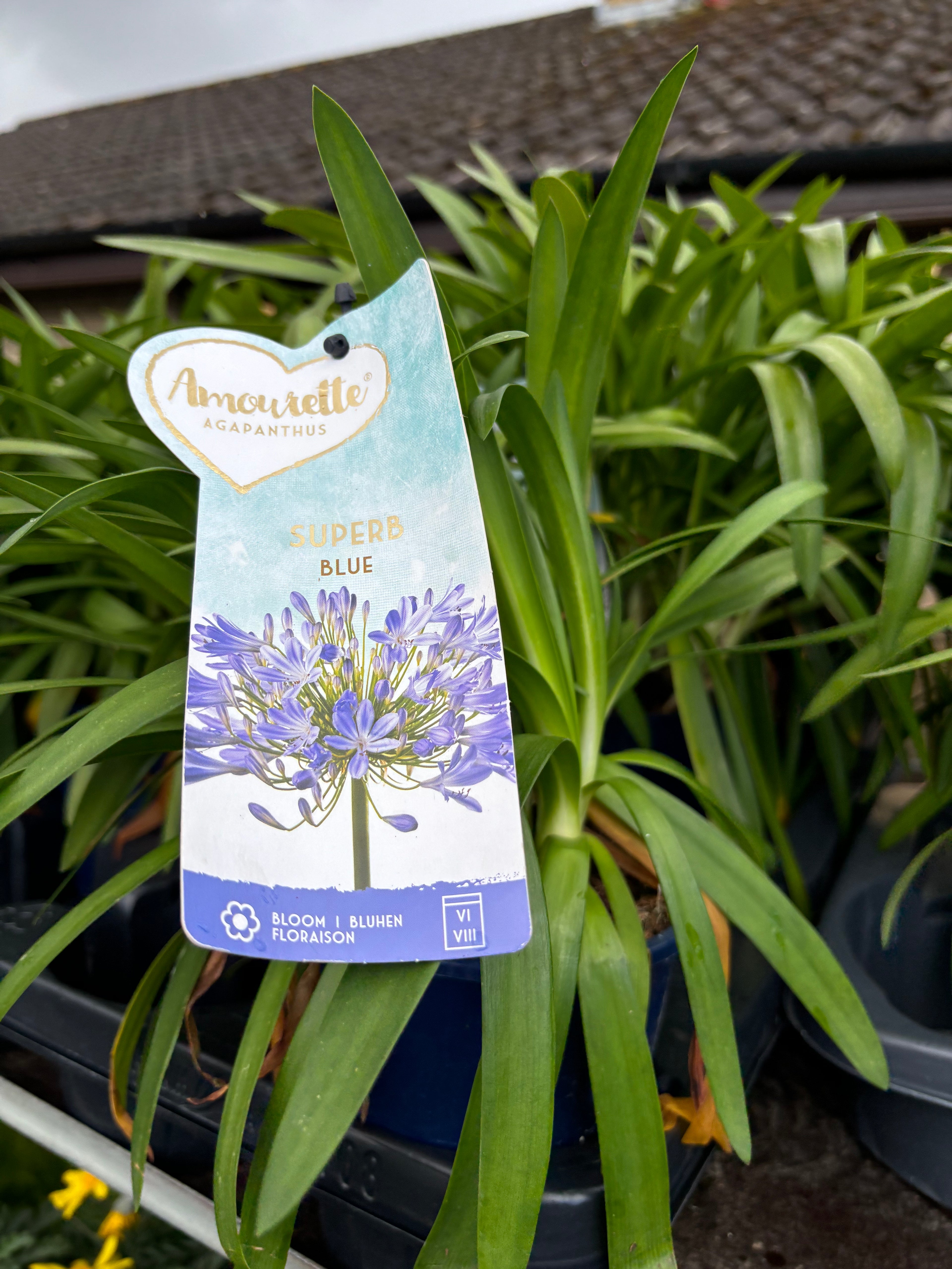 Agapanthus Superb Blue 1ltr