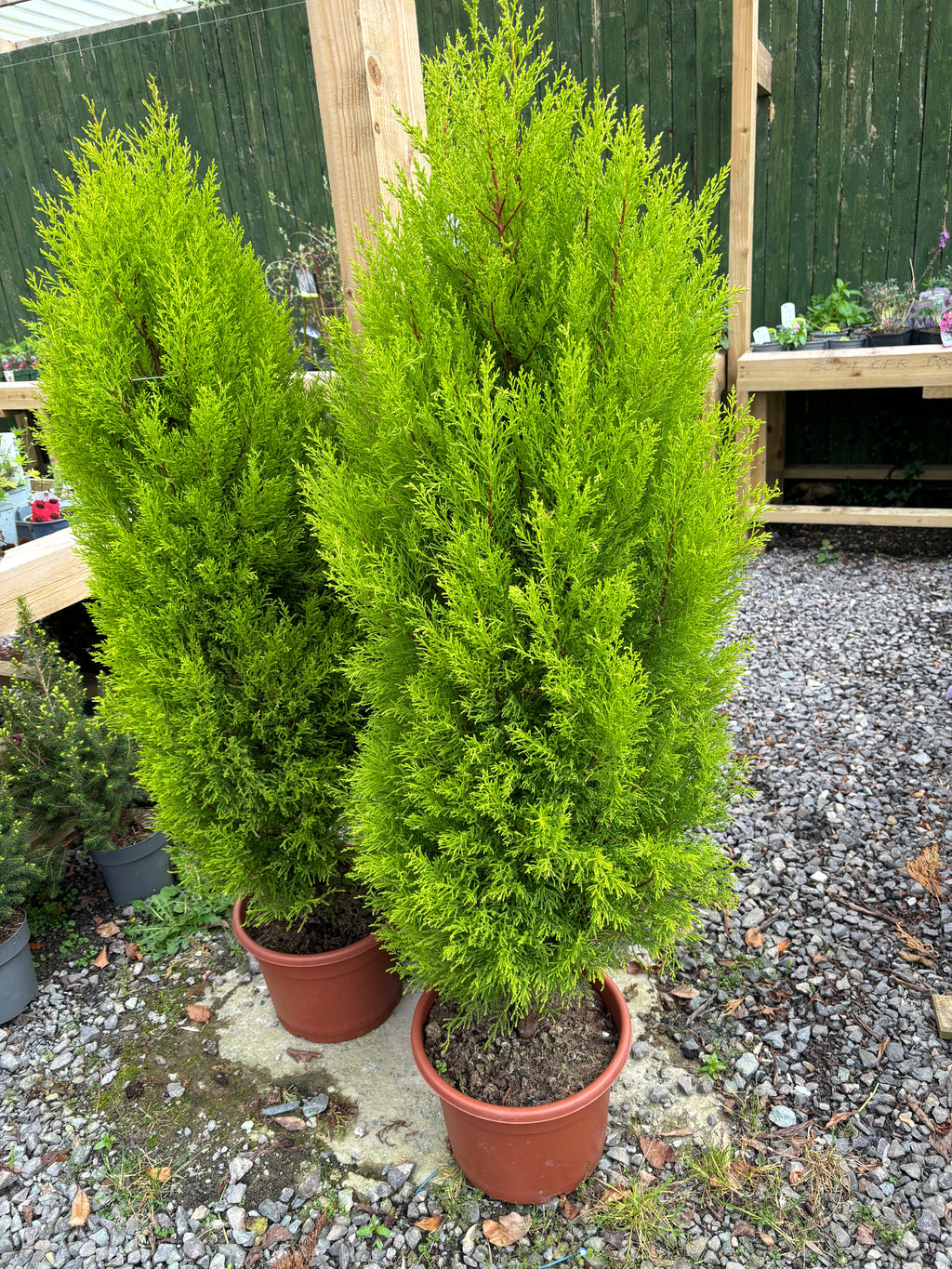 Cupressus Goldcrest Wilma 130cm