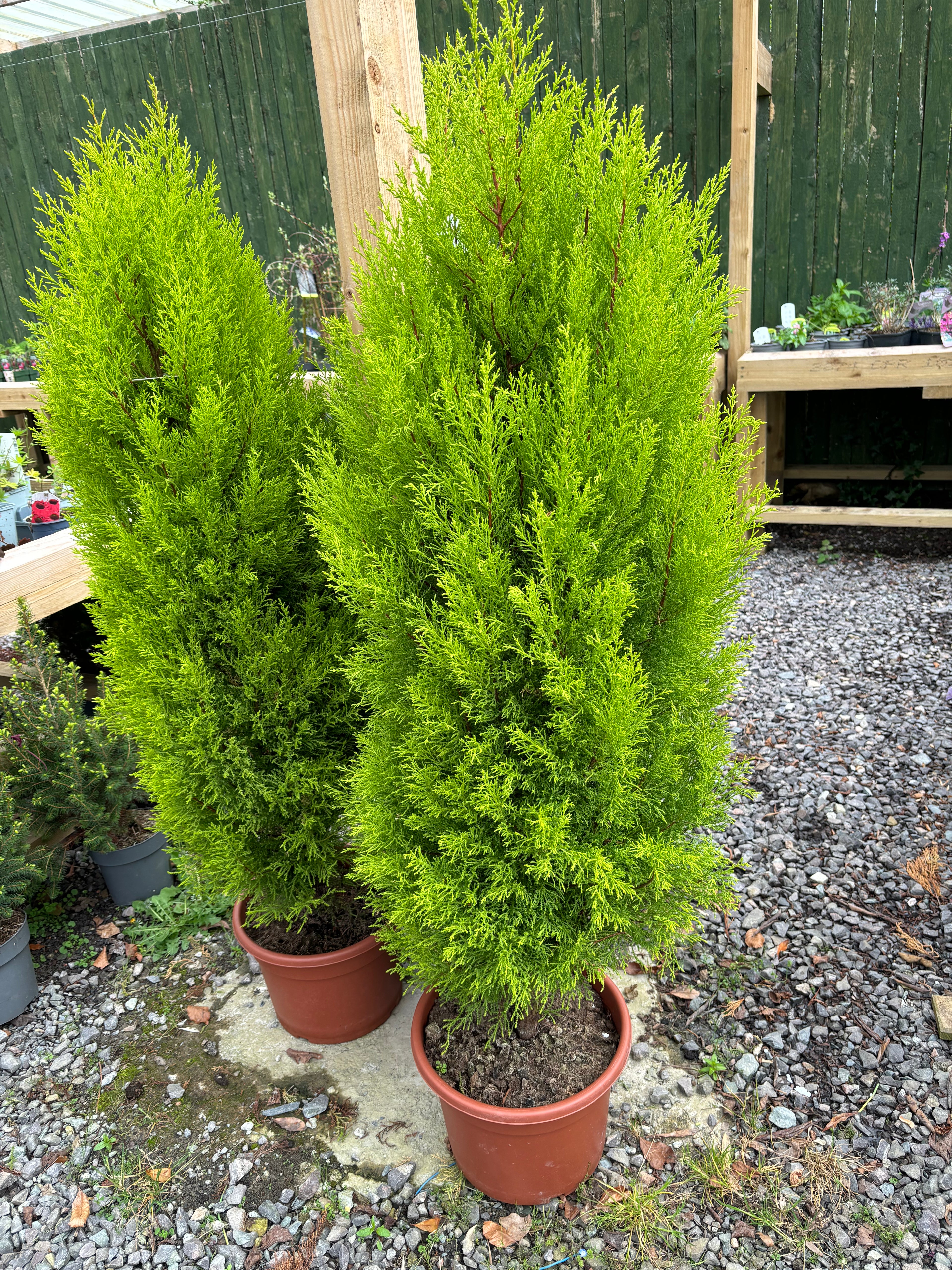 Cupressus Goldcrest Wilma 130cm