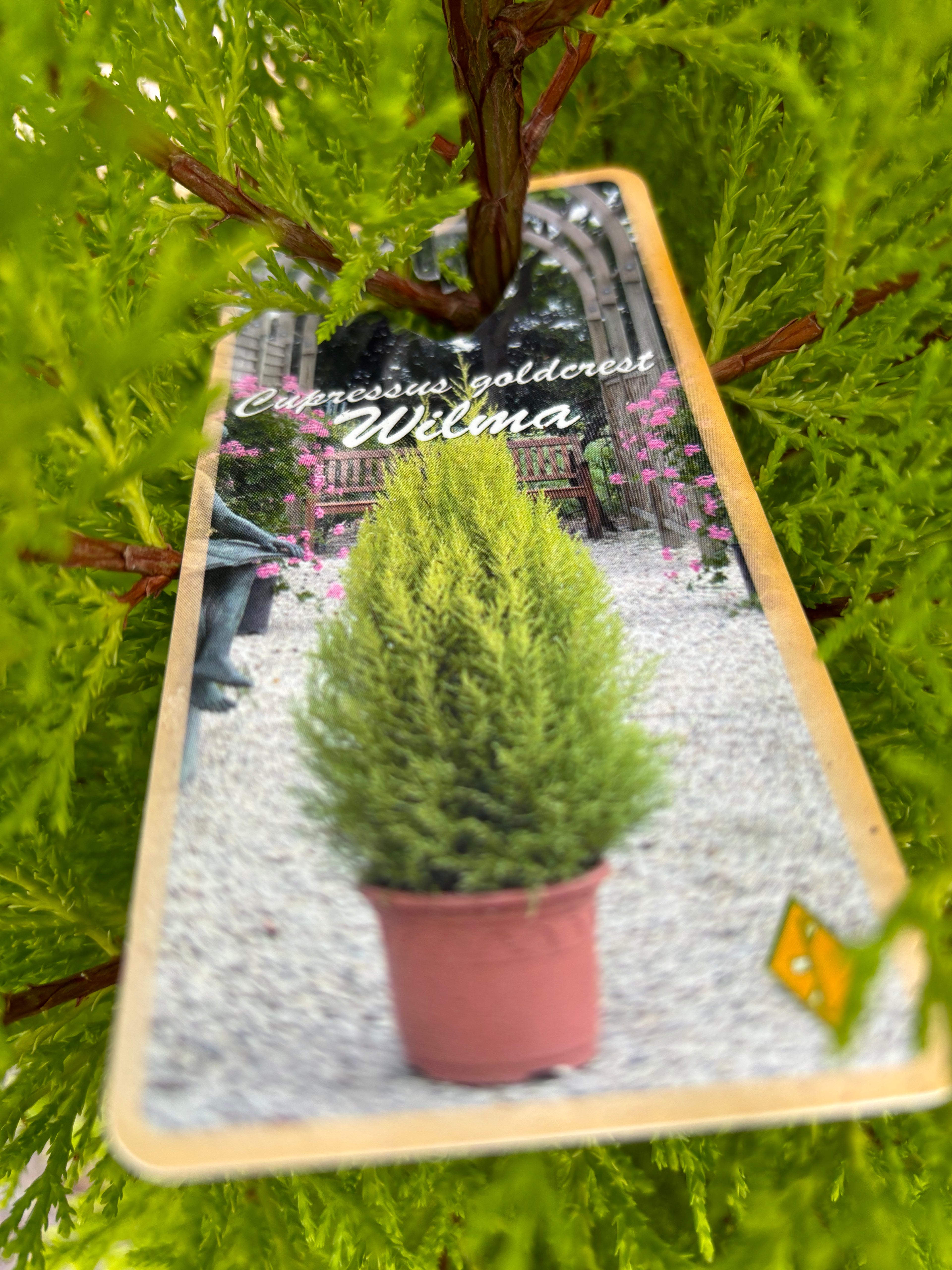 Cupressus Goldcrest Wilma 130cm